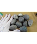 (tn-32) 10 medium natural Tagua Nut whole nuts craft Carving Dried plain... - $42.38 CAD