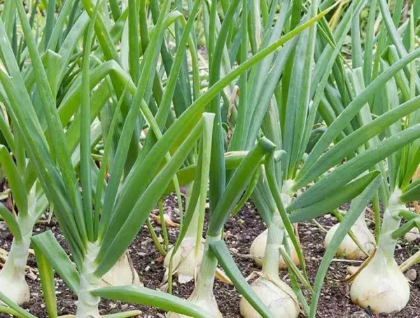 500 Treated Vidalia Sweet Onion Seeds Non Gmo Heirloom Fresh Garden - $10.98