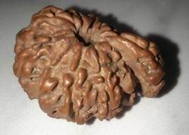 1 Mukhi Sawaar Sawar Rudraksha or Nag Savar Rudraksha Nepal Lab Certified - £313.59 GBP