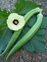 Fresh Seeds Dwarf Long Pod Green Okra 25 Seeds - $21.96