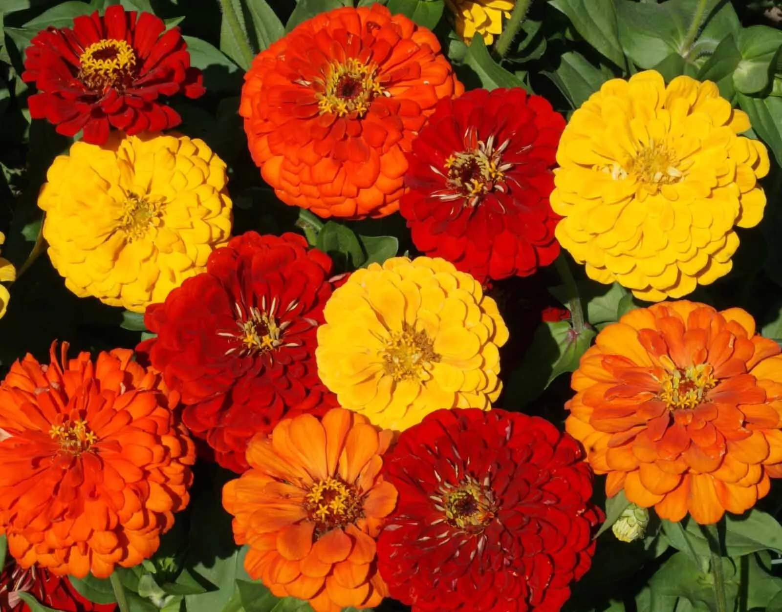 SYST 100 Seeds Lava Lamp Zinnia Flower Yellow Orange Red Catalog Home Garden  - $9.18