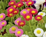 400 Seeds English Daisy Mix Flower Seeds European Wildflower Early Bloom... - $8.99