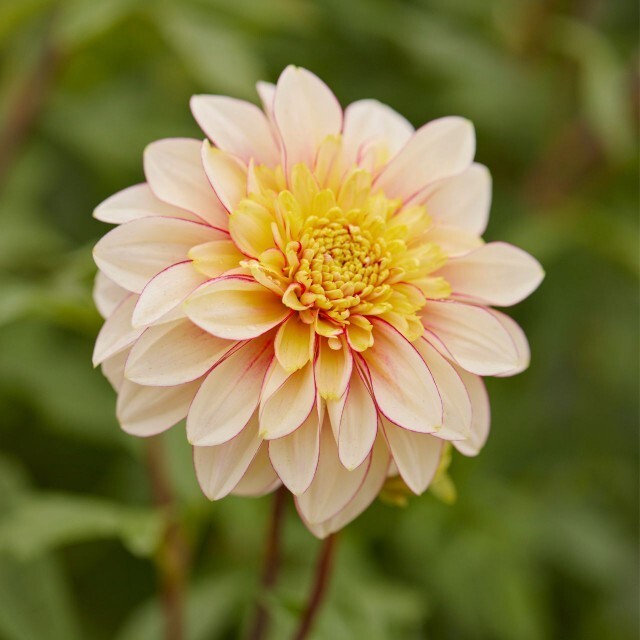 25 Anemone Polka Dahlia Seeds Flower Perennial Flowers Seeds Flowering F... - $8.98