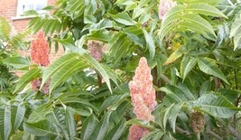 Rhus Typhina 100 Seeds, Staghorn Sumac Cold Hardy - £6.11 GBP