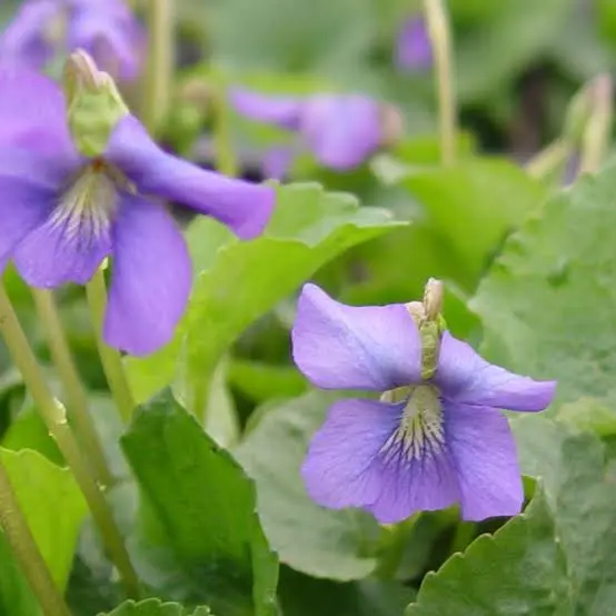 20 Wild Violet Plants – Purple Viola Bareroot Rhizomes/Bulbs - £27.08 GBP