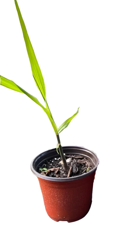 Sugar Cane EDIBLE Sugarcane Tree Sweet Black Saccharum LIVE plant 4&quot;pot - $19.99