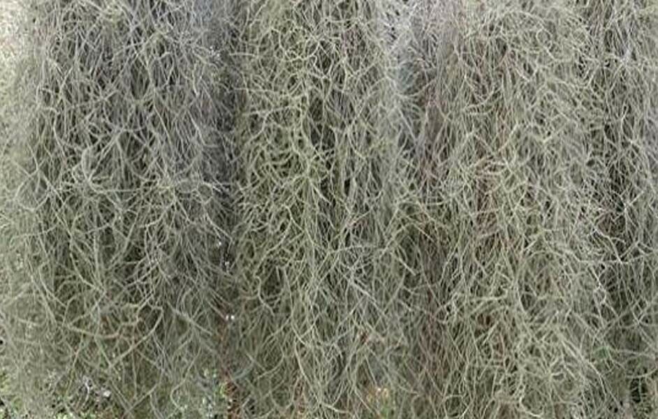 Primary image for Fresh Florida Live Spanish Moss 1 Gallon size, Air Plant ,Florist, Craft