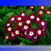 Heirloom &#39;Luo Han&#39; Dark Red Verbena with White Heart Flower 50 Seeds Lon... - £7.04 GBP