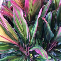 Harlequin Cordyline Ti Plant Seeds Fresh Seeds USA - $22.66