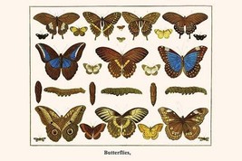 Butterflies, by Albertus Seba - Art Print - £17.52 GBP+