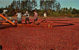 Postcard Cranberry Harvest Bogs Workers Fall First Planting 1883 5.5x3.5&quot; - £3.95 GBP