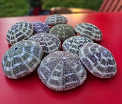 Alphonso Sea Urchins Sea Shell Beach Wedding Decorations 2&quot; to 3&quot; - $4.00