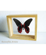 Papilio Rumanzovia Scarlet Mormon Real Butterfly Framed Double Glass Dis... - $1,595.93 MXN
