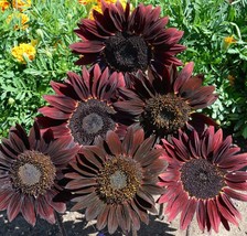 Grow In US Sunflower – Chocolate Cherry - 50 Seeds Per Packet - £7.18 GBP