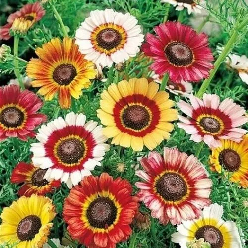 Daisy Crazy Flower Mix 10 Varieties Painted Shasta &amp; More Non-Gmo 400 Seeds Gard - £6.36 GBP