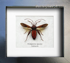 Real Bug Frog Legs Hemiptera Species Collectible Framed Entomology Shadowbox - £33.81 GBP