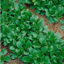 USA Seller Dutch Corn Salad Seeds Aka Mache/Lambs Lettuce Organic - $3.96