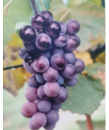 CHAMPANEL GRAPE 2Gal Live Healthy Vine Plant Sweet Grapes Vineyards FREE... - €37,86 EUR