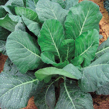 Grow In US 300 Kale Seeds Champion Collard Greens (Brassica Oleracea)Kal... - $8.49