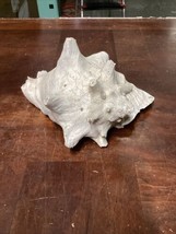 All Natural Large Conch Shell - 9.5x9x6” - $14.85