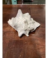 All Natural Large Conch Shell - 9.5x9x6” - $282.25 MXN