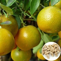 US Seller Vietnamese Calamansi Seeds Calamondin Citrus Microcarpa Quat Tac Chua  - £13.20 GBP