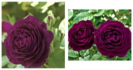 150 Seeds / Pack Fresh Exotic Purple Rose Bush Flower Seeds, Professional Pack - £18.16 GBP