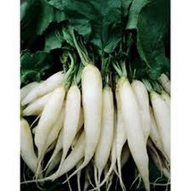Radish White Icicle 200 NON GMO Seeds - £5.45 GBP