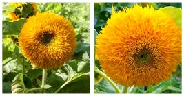 30 seeds / pack, Tom&#39;s Bear Sunflower Annual Big Flower - £13.35 GBP
