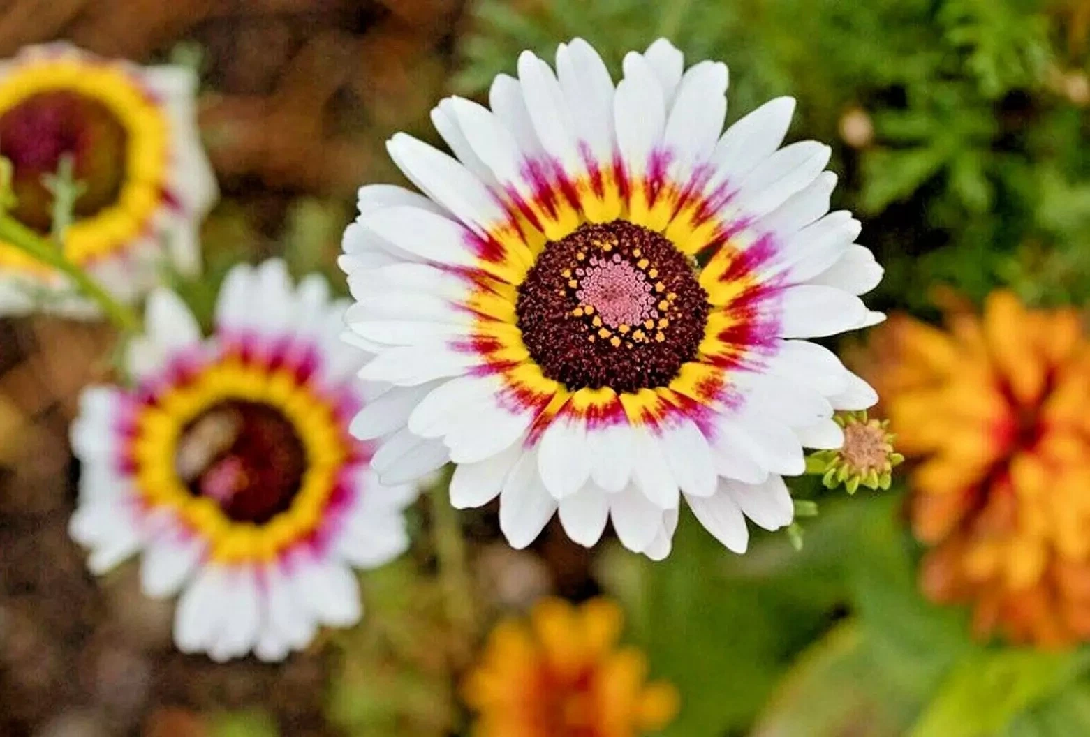 100+ PAINTED DAISY MIX SEEDS - HUGE FLOWERS - BUTTERFLIES BEES - BRIGHT COLORS Item image 3