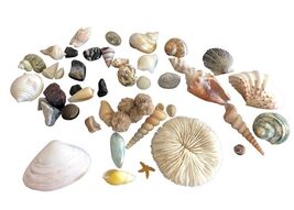 Assortment Of Different Seashells &amp; Stones 42 Pieces - $12.67 CAD