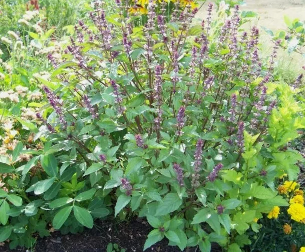 KS Basil Cinnamon Scented Basil 10 Seeds  - £6.76 GBP