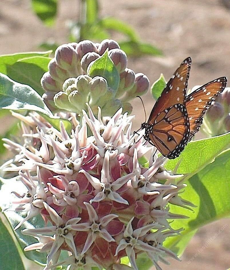 100 Seeds SHOWY MILKWEED Native Wildflower Monarch Caterpillar Food BUTTERFLIES - $17.25