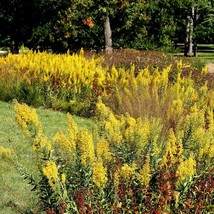 Solidago Speciosa Showy Goldenrod Seed New Fresh Seeds - $10.48