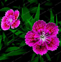 Dianthus Chinensis Bonsai Mix Color Flower Bonsai Pot Plant Home Garden Easy to  - £5.49 GBP