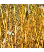 Salix Fragilis F Vitellina Flame Yellow Golden Bark Willow Live Plant 2 ... - $133.00