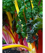 Swiss Chard Rainbox Mix 100 Seeds Variety New Fresh US Shipping - $18.73 CAD