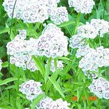 ArfanJaya Dianthus -Barbatus- Albus White- 100 seeds - £6.81 GBP