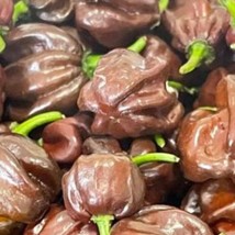 Chocolate Habanero Pepper Seeds Hot Organic Fast Shipping - $9.19