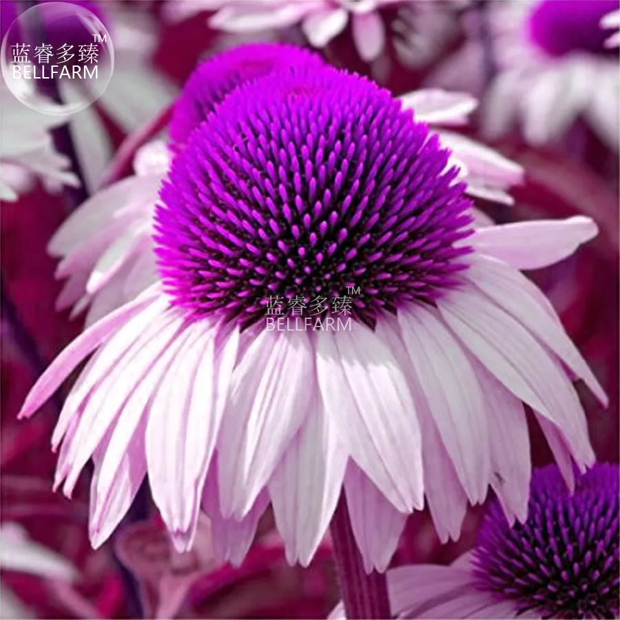 Echinacea White Petals Purple Centre Perennial Flower Seeds - £6.75 GBP