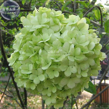 USA SELLER Green Hydrangea Flower Seeds 20 Seeds Pack Giant Big Blooms Perennial - £7.95 GBP