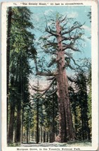Grizzly Giant 93-foot Tree Mariposa Grove Yosemite National Park Postcard 1922 - £11.78 GBP