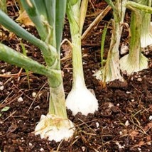 White Onion Organic Seeds Fresh Seeds From US - $9.98