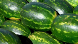 20 Pc Seeds Jubilee Watermelon Plant, Watermelon Vegetable Seeds for Planting RK - £14.76 GBP