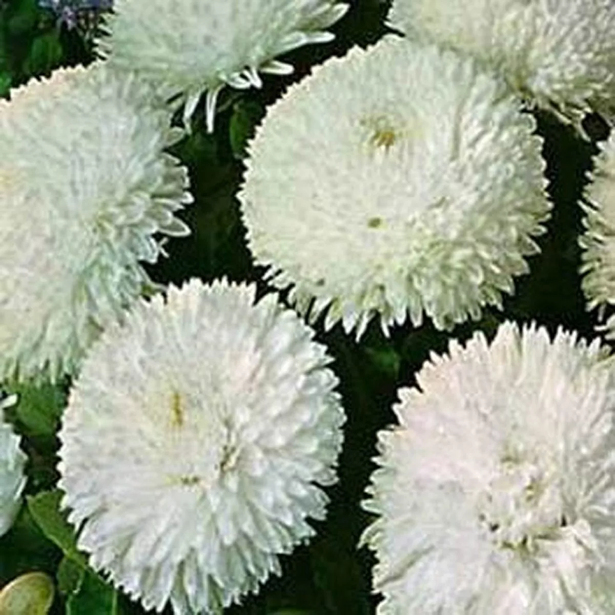 Flower Bellis White 100 Seeds - $9.79