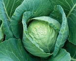 Cabbage Seeds 300 All Seasons Cabbage Culinary Vegetable Culinary Fast S... - $8.99