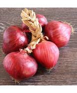 MX Red Burgundy Onion Short Day Allium Cepa Vegetable Seeds Striking Bul... - $27.64