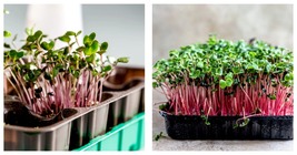 Red Arrow Radish Seeds, BULK Sprout, Micro-greens, Garden 5,000 Seeds - £16.77 GBP