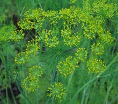 Dill (Anethum Graveolens) 200 Seeds Fresh Garden - £5.30 GBP