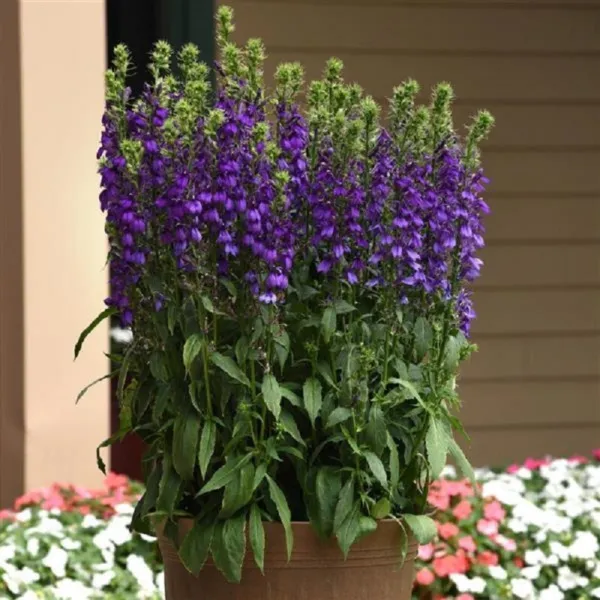 Lobelia Seeds 50 Pelleted Seeds Lobelia Starship Blue Fresh New - £18.92 GBP